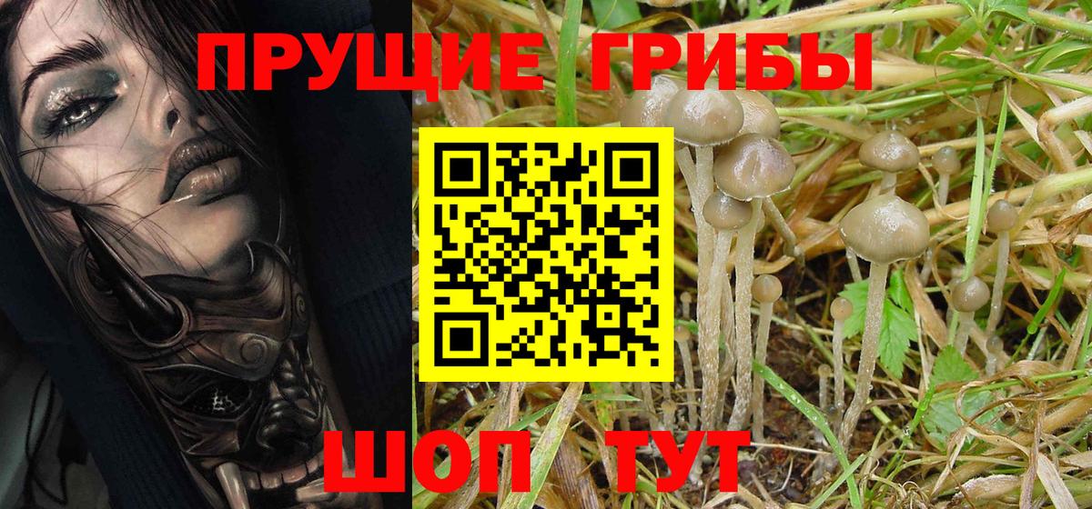 что такое   Галлюциногенные грибы Psilocybe  Псилоцибиновые грибы MAGIC MUSHROOMS  Вход с VPN  Верхний Уфалей 